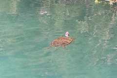 Messenger_creation_7572d5e1-fb57-4f98-ad78-73745525cc87