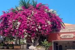 IMG_20240804_132323238_HDR