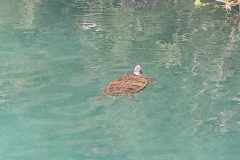 Messenger_creation_7572d5e1-fb57-4f98-ad78-73745525cc87